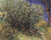Vincent Van Gogh The Bush oil painting reproduction